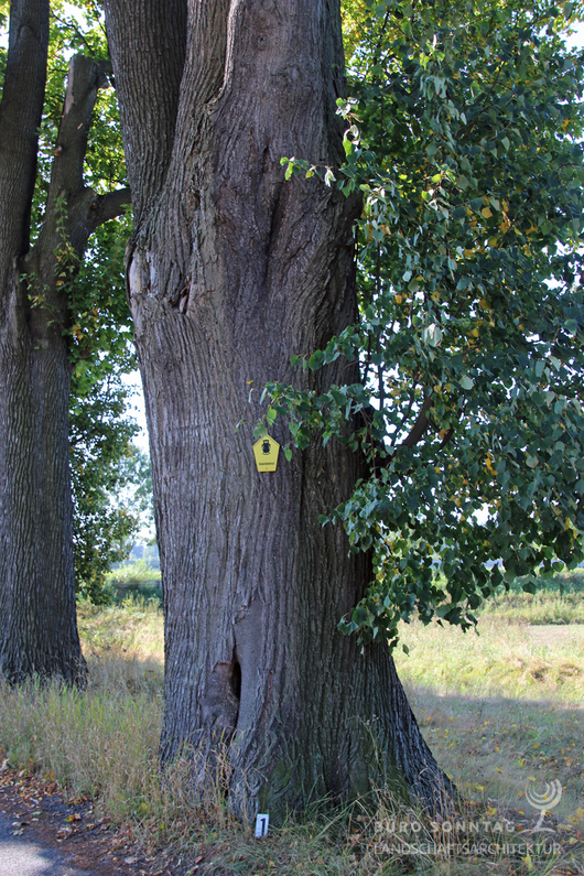 Baumkontrollen (Bild: 5/7)
